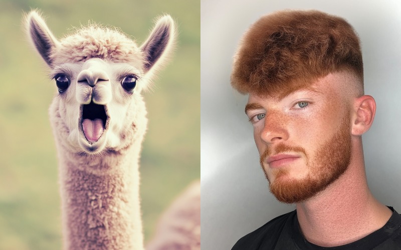 Alpaca Haircut Boys: Your Guide To The Hottest Hairstyle