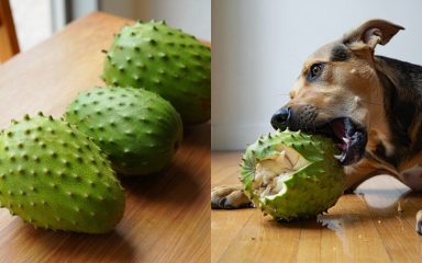 can dogs eat soursop