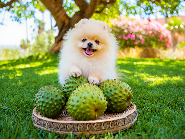 can dog pomeranian spitz eat soursop