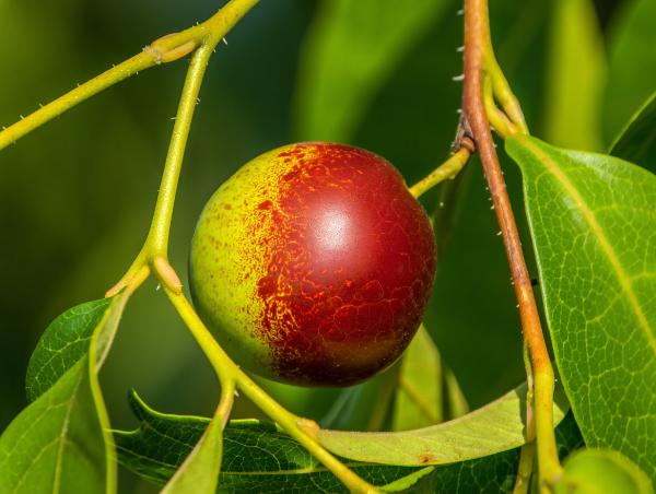 Dreaming of Jujube Fruit