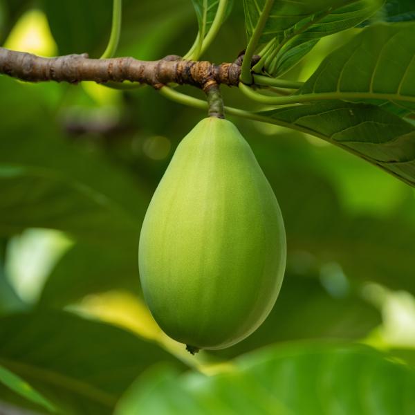 planting pawpaw fruit tree meaning in dreams while sleeping