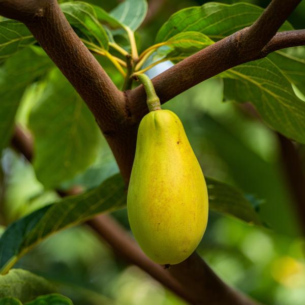 pawpaw fruit on a tree meaning in dreams while sleeping