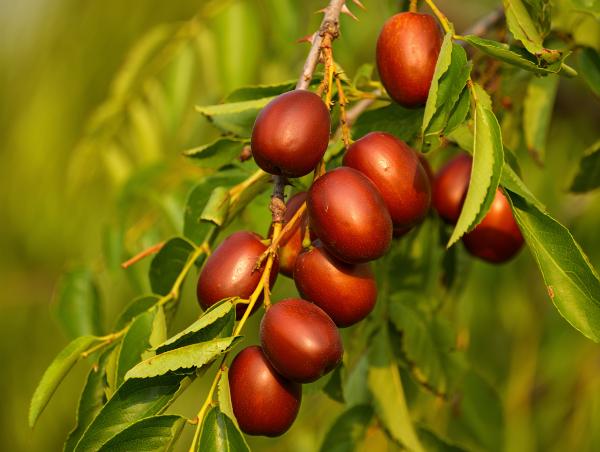 Dreaming of Jujube Fruit